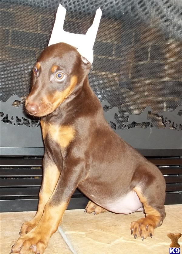 Doberman Pinscher Puppies